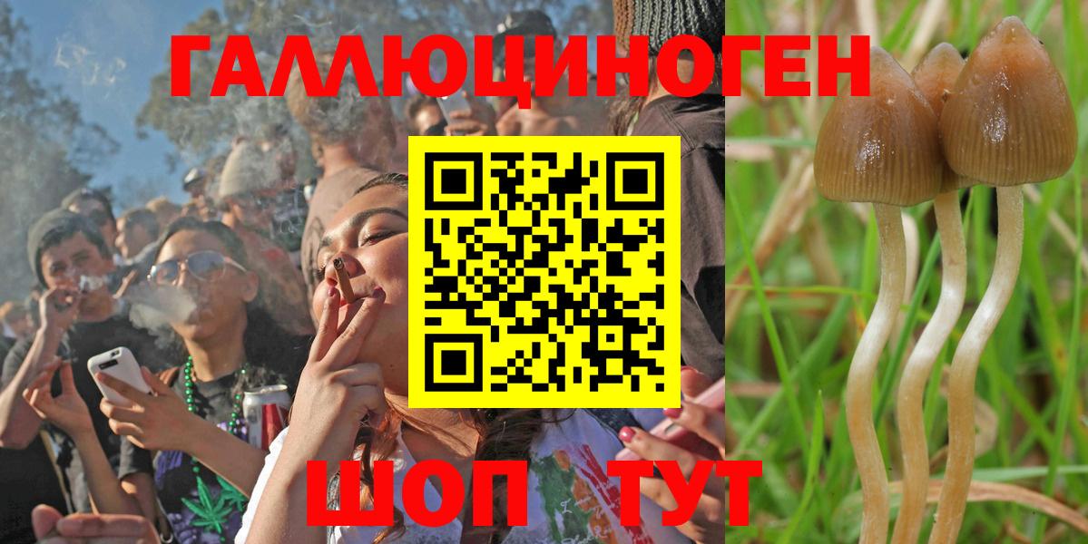 Галлюциногенные грибы Psilocybe Гусев
