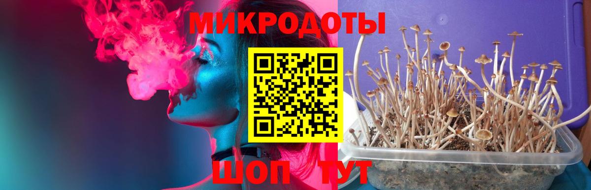 Гусев  Псилоцибиновые грибы Psilocybine cubensis  Вход с VPN 